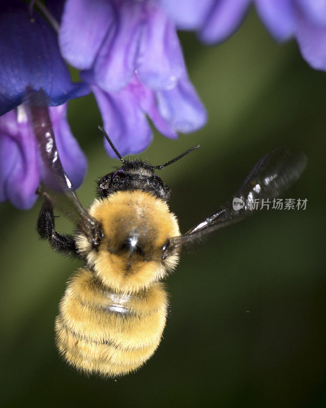 大昆虫美国大黄蜂(Bombus pensylvanicus)着陆